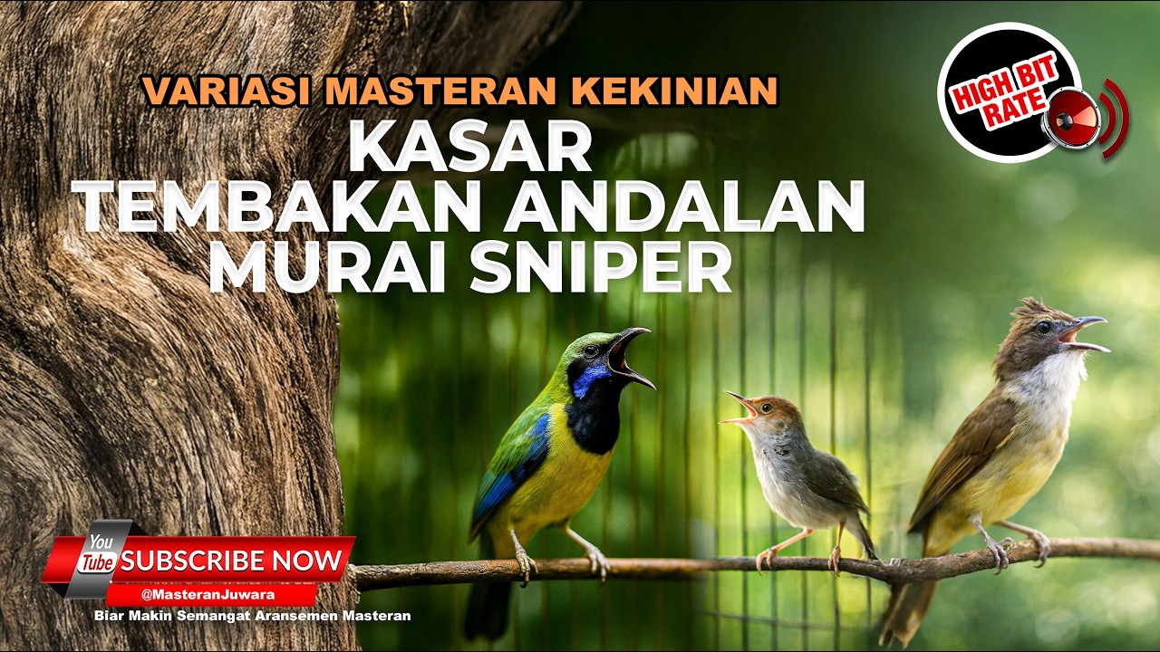 🔴 Live Masteran Murai Sniper Cucak Jenggot Isian Tengkek vs Cucak Cungkok Kunti vs Prenjak Tir Gacor