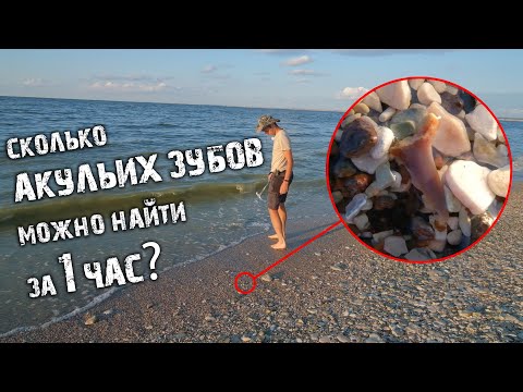 Сколько АКУЛЬИХ ЗУБОВ можно найти за 1 ЧАС?| Акулы МЕЛОВОГО периода