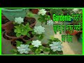 How to get more flowers from Gardenia गंधराज,सुगंधराज से 7 महीने तक फूल व खुशबू कैसे ले