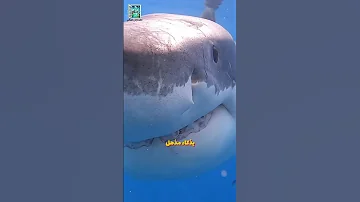 الأوركا الحوت القاتل الذي يفترس أسماك القرش والدلافين 
