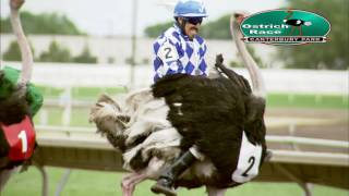 Canterbury Park Extreme Day Ostrich Race 7-16-16 screenshot 4