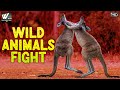 जंगली जानवर लड़ते हैं - Wild Animals fight - Predators l Wild Gangs, Wildlife l World Documentary HD