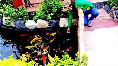 THI CÔNG HỒ CÁ KOI ĐẸP TẠI QUẢNG NGÃI