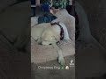 Doggy Christmas 😂 🎄