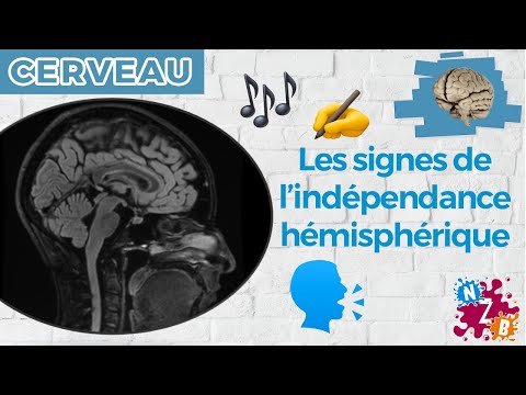 ? Quand les hémisphères cérébraux ne se parlent plus... - Le corps calleux - Cerveau#2