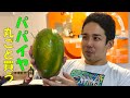 フィリピンでデカいパパイヤを丸ごと一個買って食べてみる。Japanese eating papaya in the Philippines