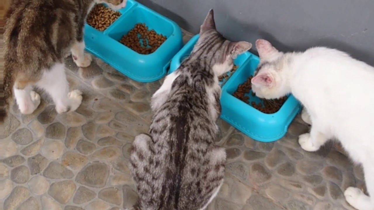 keuntungan memberi makan kucing