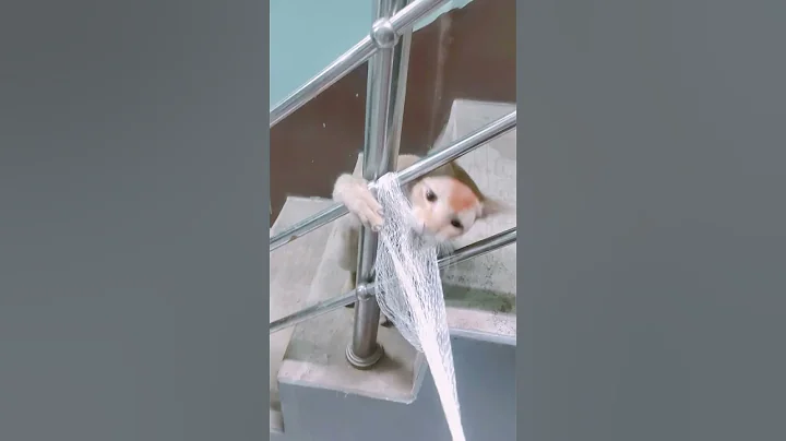 🤣😂🤣😆😂😆😂🤣#youtubeshorts #catcat #catvideos #catvideos #viralvideo #funnycat #funnycat