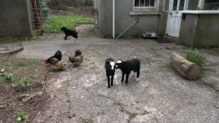 Lambs & Chickens