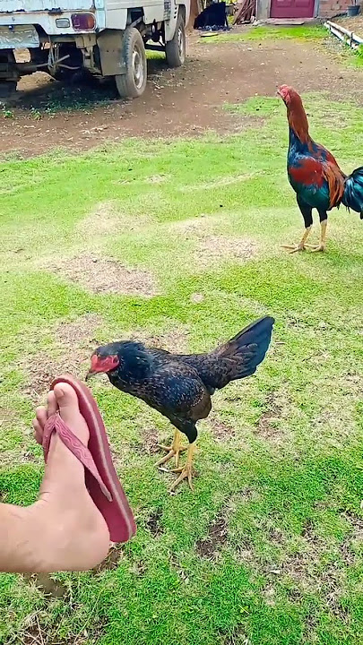 brave village chicken mother #villagechicken #villagechickenbreeding #chickenbreeding