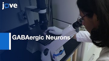 Stem Cell derived Endothelial Cells and GABAergic Neurons Assays  | Protocol Preview