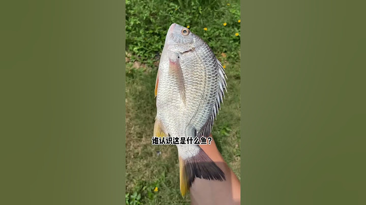 Best fish in the world|Chinese Mountain Forest Life And Food #MoTiktok #Fyp