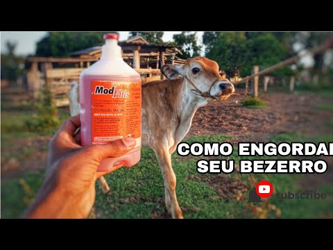 Vídeo: Como obter maiores bezerros: 5 dicas