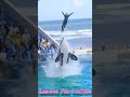 ルーナと息ピッタリ!! #Shorts #鴨川シーワールド #シャチ #kamogawaseaworld #orca #killerwhale