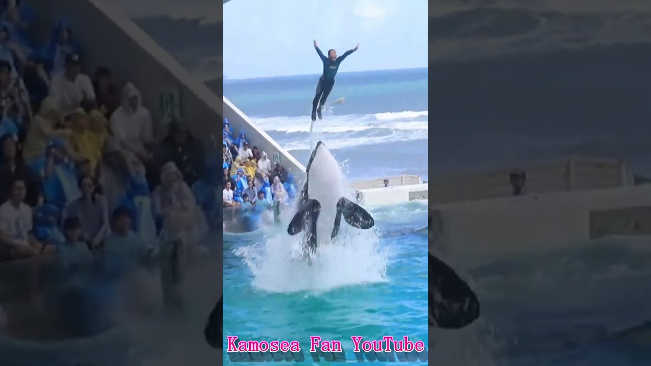 ルーナと息ピッタリ!! #Shorts #鴨川シーワールド #シャチ #kamogawaseaworld #orca #killerwhale