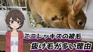 【うさぎの被毛】被毛と毛繕いの意味【動物の中で一番被毛が美しい（らしい）】