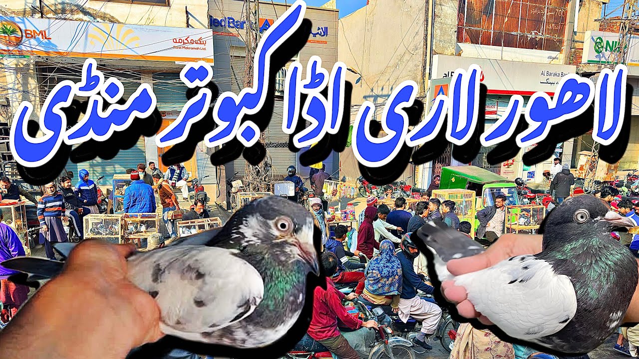 لاہور لاری اڈا کبوتر منڈی - Lahore Lari Adda Kabootar Mandi Latest Update