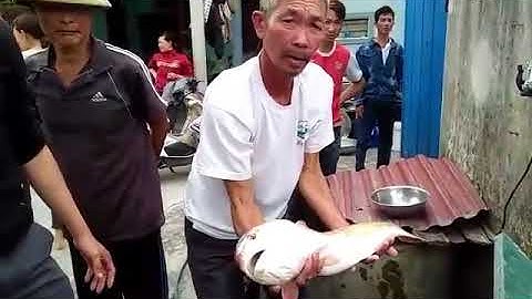 Ngư dân bắt được cá lạ, nghi cá sủ vàng tiền tỉ