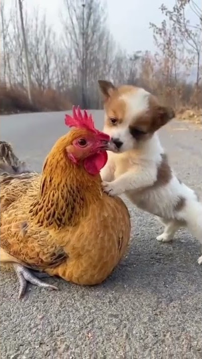 Forest Animals حيوانات الغابه