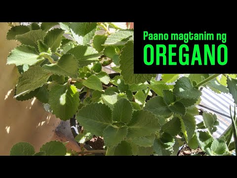 Video: Growing Oregano: Alamin Kung Paano Magtanim ng Oregano