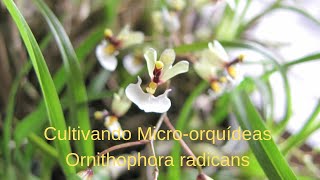 Mini Orquídeas - O Que São, Suas Espécies e Como Cultivá-las