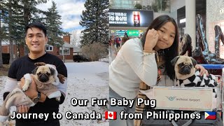Moving to Canada  from Philippines  with our Pug Dog in Cabin (Snubnosed Dog on Airplane)