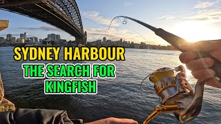 The search for Kingfish in Sydney Harbour