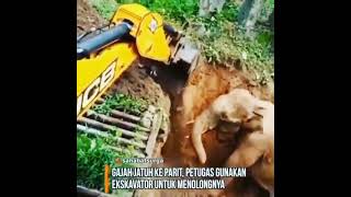 Hayvan Deyi̇p Geçmeyi̇n, Vi̇deonun Sonunu Di̇kkatle İzleyi̇n