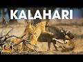 SALVAJE KALAHARI Una Aventura De Supervivencia En La Tierra De Los Depredadores Animalessalvajes 