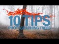 10 Tips on How to Photograph Trees [Landscape Photography Tips]