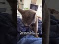 Mon chat vole mon plaid