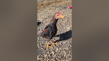 qaib dib qaib thai small oriental bantam