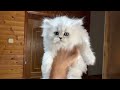Персидский котенок Верона Белль DM
