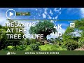 Animal Kingdom Tree of Life (4K HD) 1 HOUR LOOP