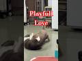 This Cat Playfull Love💕#shorts