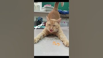 Orange Cat with Catnip🌿🐈😂 #CatShorts #FYP #ForYouPage #ViralCats #CuteAnimals #catsofyoutube #cat