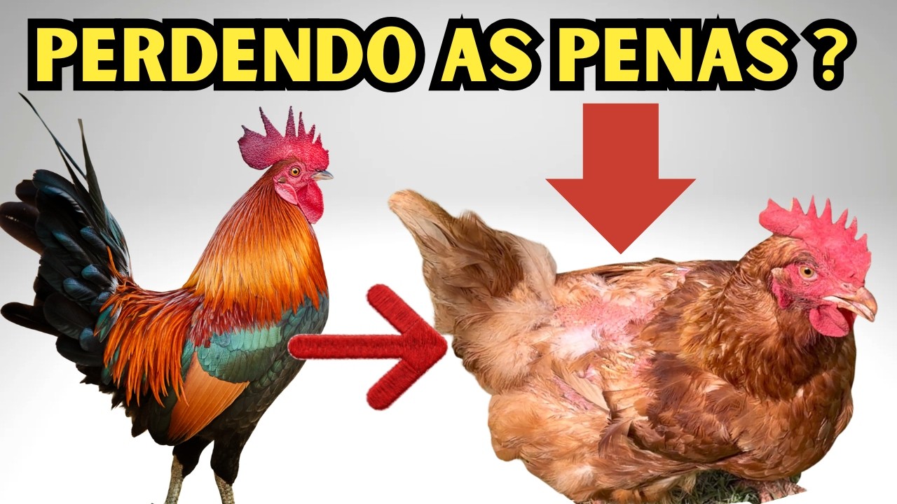 PORQUE AS GALINHAS PERDEM AS PENAS? COMO RESOLVER? APRENDE O PASSO A PASSO FÁCIL!