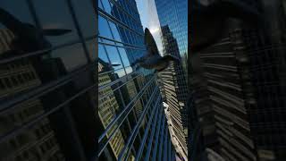 Winged Cat In The Mirror City Flying Through A World Of Gl