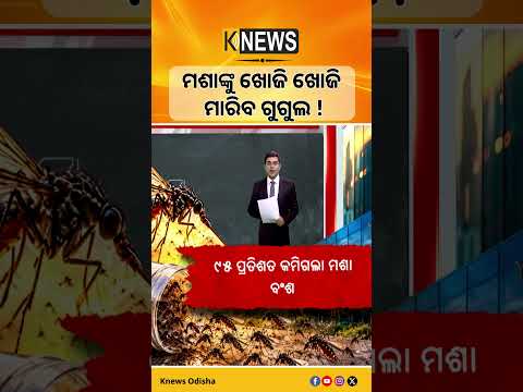 ମଶାଙ୍କୁ ଖୋଜି ଖୋଜି ମାରିବ ଗୁଗୁଲ! || Knews Odisha