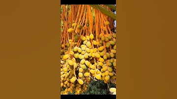 Dates Palm Fruits #nature #palm #shortvideo #youtubeshorts #shorts