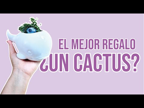 Video: Cómo Elegir Un Cactus Como Regalo