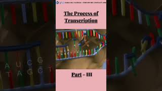 The process of Transcription..