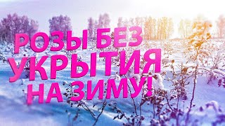 КОГДА УБИРАТЬ УКРЫТИЕ С РОЗ ВЕСНОЙ?