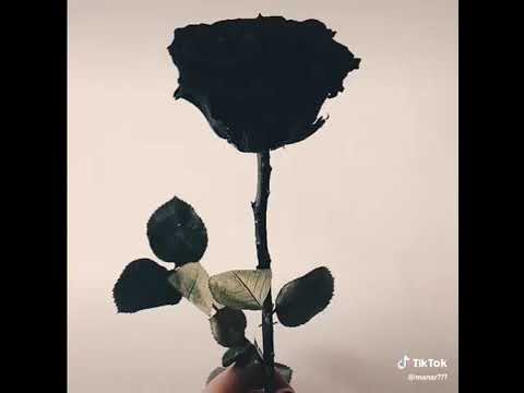 عشاق اللون الاسود