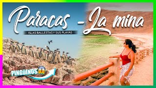 PARACAS: Islas BALLESTAS con POCA PLATA🐧😍 S/30.00 | Playa LA MINA por CUENTA PROPIA #Bientaypa