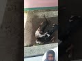 Viral Dogs Fighting 😠😡#shorts #dogfight #sad