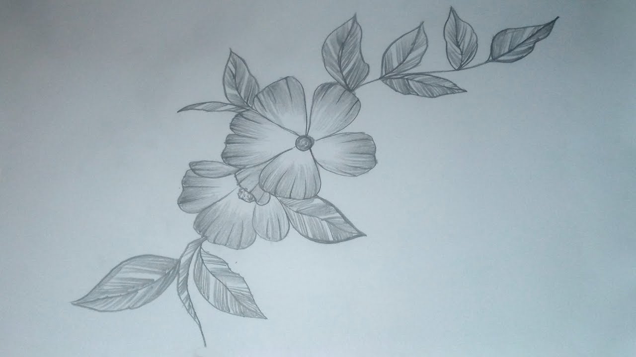 Flower Drawing Floral design Sketch flower illustration angle pencil  leaf png  PNGWing