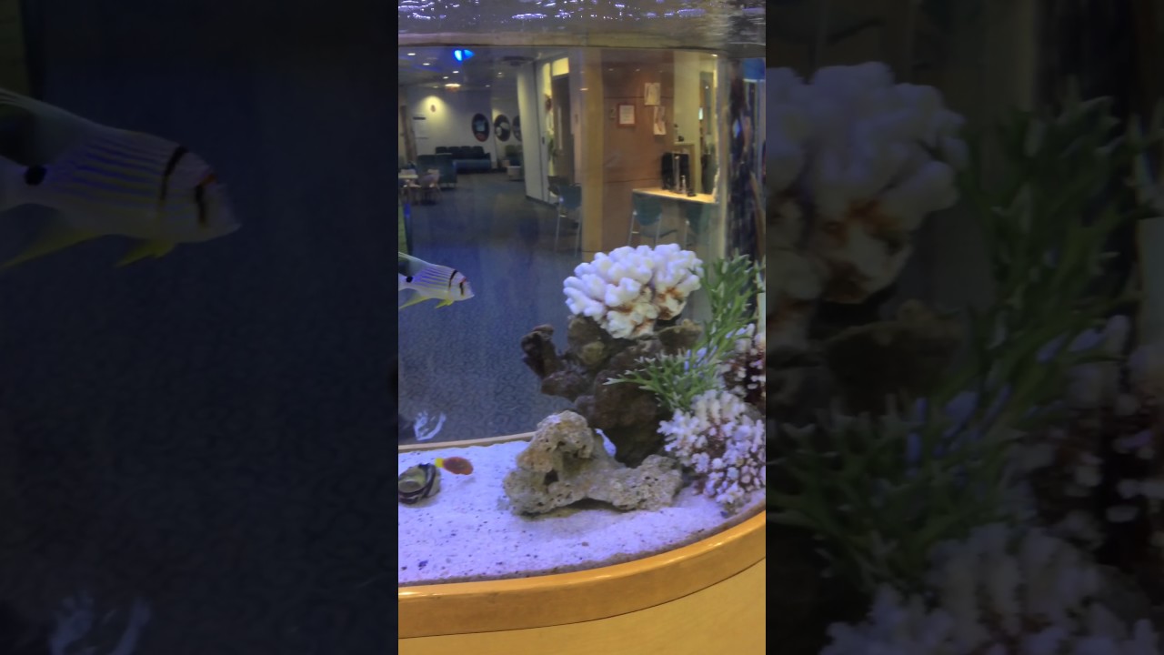 Seattle Children's Hospital aquarium October 6, 2016 YouTube