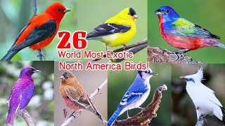 26 MOST BEAUTIFUL NORTH AMERICAN BIRDS |NORTH AMERICAN BIRDS NAMES | EXOTIC BIRDS by lias abchouse 1,484 views 3 years ago 3 minutes, 27 seconds
