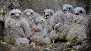 Rescued Kestrel Chicks Reunited With Wild Family | Mr & Mrs Kes | Robert E Fuller